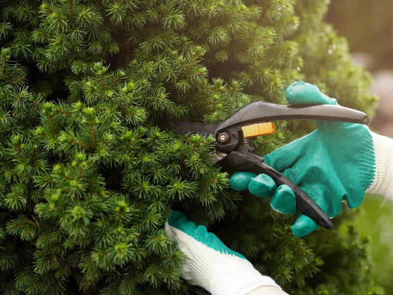 Close up shot of hands in working gloves cutting green bush using pruners in garden. Unrecognizable professional gardener working with hedge shears, trimming plants. Gardening service concept